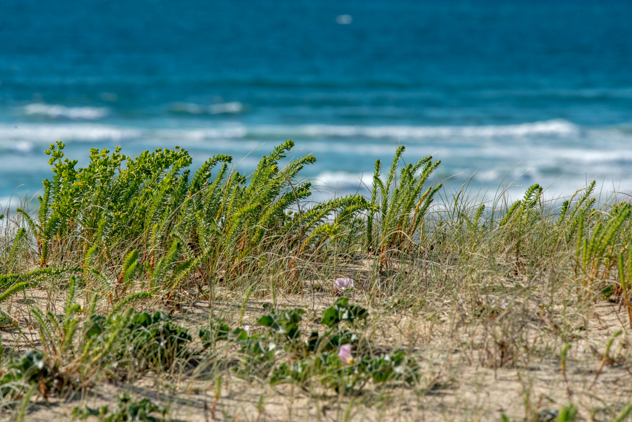 Pr Sentation Du Camping Naturiste Arnaoutchot Dans Les Landes